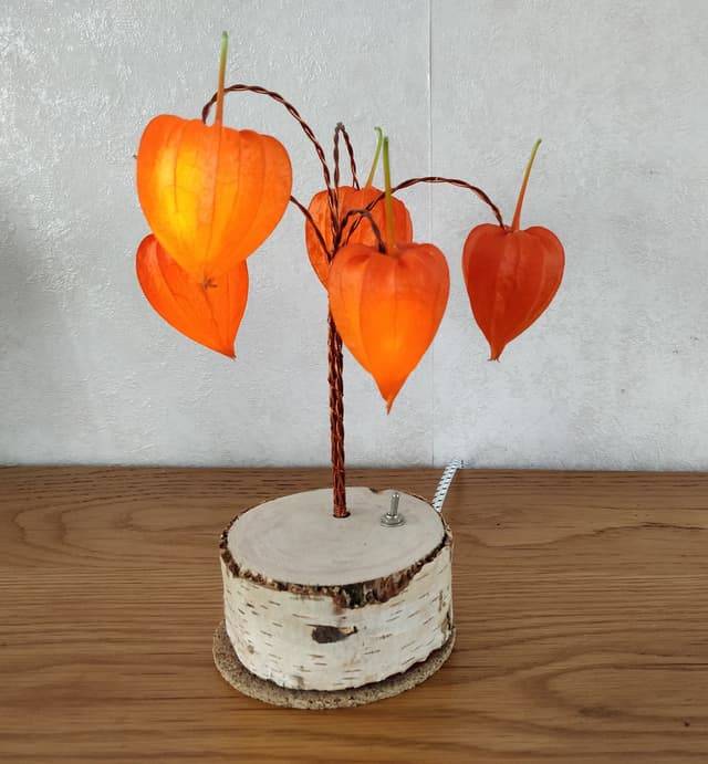 Physalis glow light in daylight